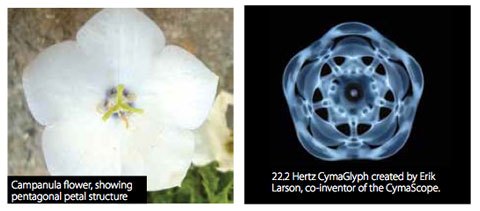 cymatics campanula